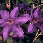 Clematis 'The President'