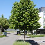 Corylus colurna