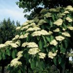 Cornus controversa 'Pagoda'