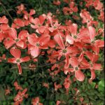 Cornus fl. 'Cherokee Chief'