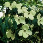 Cornus k. 'China Girl'