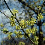 Cornus mas