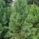 Cryptomeria j. 'Compacta'