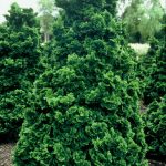 Cryptomeria j. 'Cristata'