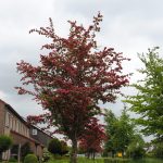 Crataegus media 'Paul's Scarlet'