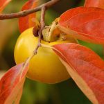 Diospyros kaki