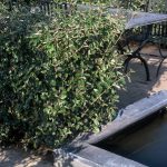 Elaeagnus ebbingei
