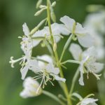 Epilobium ang. 'Album'