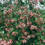 Escallonia 'Donard Seedling'