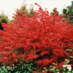 Euonymus alatus