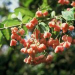 Euonymus europaeus