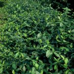 Euonymus fort. 'Dart's Blanket'