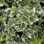 Euonymus fort. 'Emerald Gaiety'