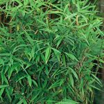 Fargesia murieliae 'Jumbo'