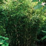 Fargesia robusta