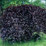 Fagus syl. 'Purpurea Pendula'
