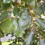 Fagus syl. 'Riversii'