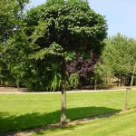 Fraxinus o. 'Mecsek'