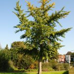 Ginkgo biloba