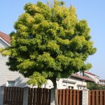 Gleditsia triac. 'Elegantissima'