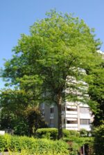 Gleditsia triacanthos – Image 2
