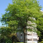 Gleditsia triacanthos