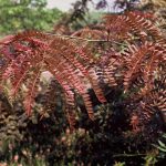 Gleditsia triac. 'Rubylace'