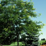 Gleditsia triac. 'Sunburst'