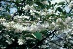 Halesia carolina - Image 2