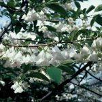 Halesia carolina