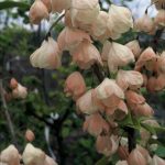 Halesia monticola