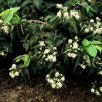 Heptacodium miconioides