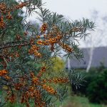 Hippophae rhamnoides