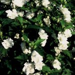 Hibiscus syr. 'Admiral Dewey'