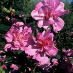 Hibiscus syr. 'Ardens'