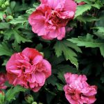 Hibiscus syr. 'Duc de Brabant'