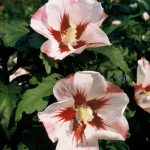 Hibiscus syr. 'Hamabo'