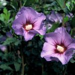 Hibiscus syr. 'Marina'