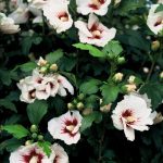 Hibiscus syr. 'Monstrosus'