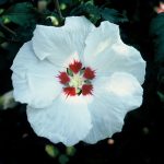 Hibiscus syr. 'Red Heart'