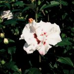 Hibiscus syr. 'Speciosus'