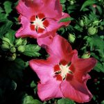 Hibiscus syr. 'Woodbridge'