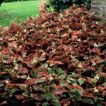 Houttuynia cordata 'Chameleon'