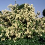 Holodiscus discolor