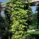 Humulus lupulus 'Aureus'