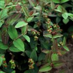 Hypericum andr. 'Albury Purple'