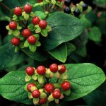 Hypericum androsaemum