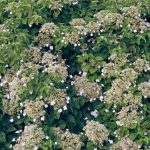 Hydrangea anomala