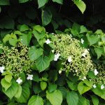 Hydrangea anomala petiolaris