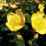 Hypericum dummeri 'Peter Dummer'